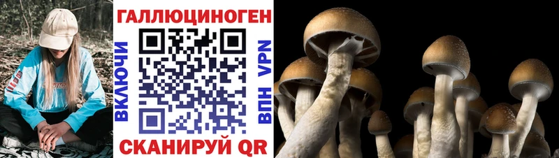 Псилоцибиновые грибы мухоморы  где найти наркотики  Карачаевск 
